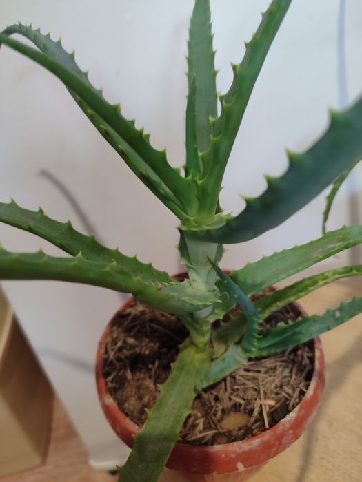 Алоэ -столетник,домашний доктор