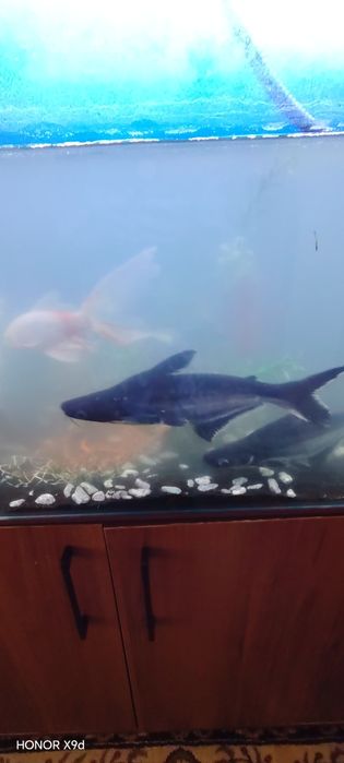 Karp koi 2 ta. 2ta siamskiy akula