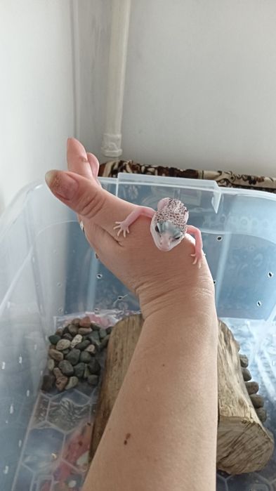 Леопардовый гикон