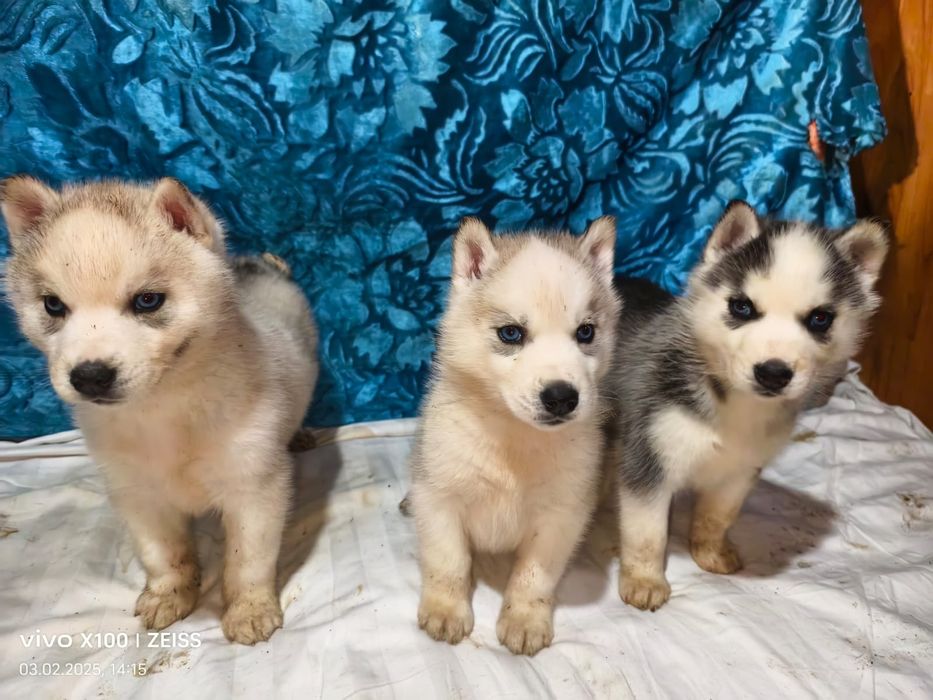 Очаровательные щенки сибирской хаски.