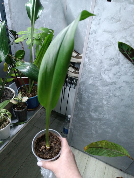 Продам комнатные растения