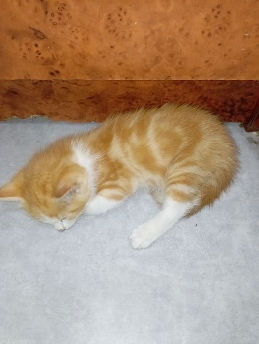 Продам котенка помесь мейкуна