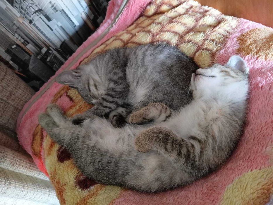 Котята Донского Сфинкса