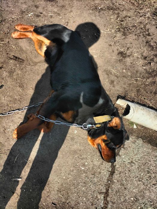 Ротвейлер 2 года в хорошие руки