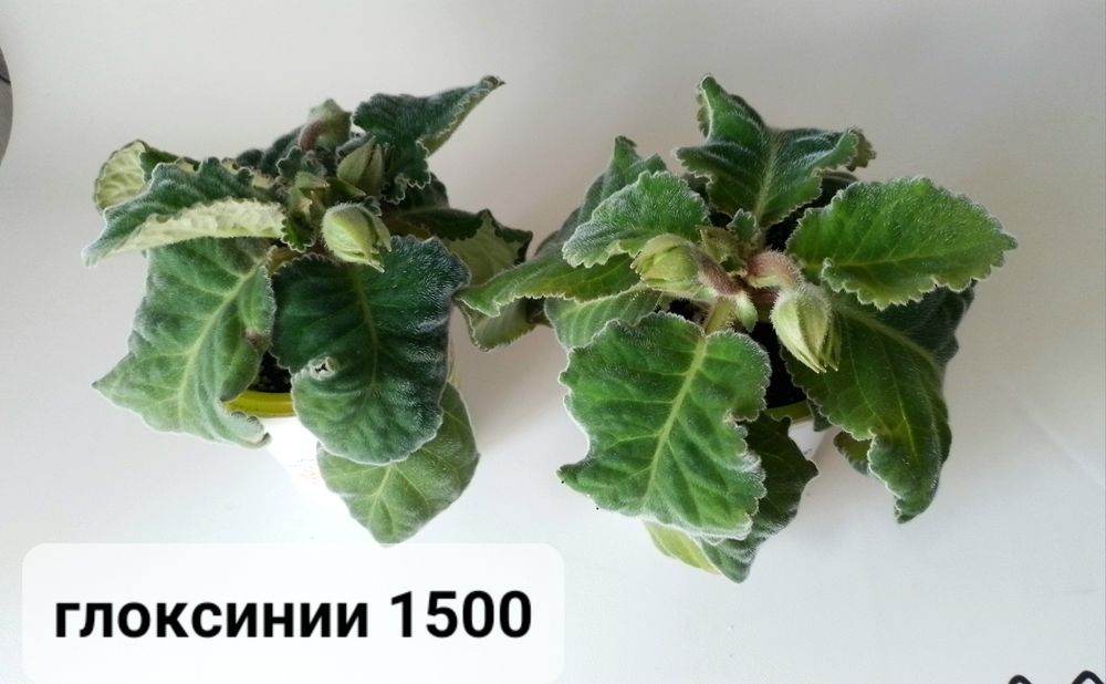Комнатные цветы.