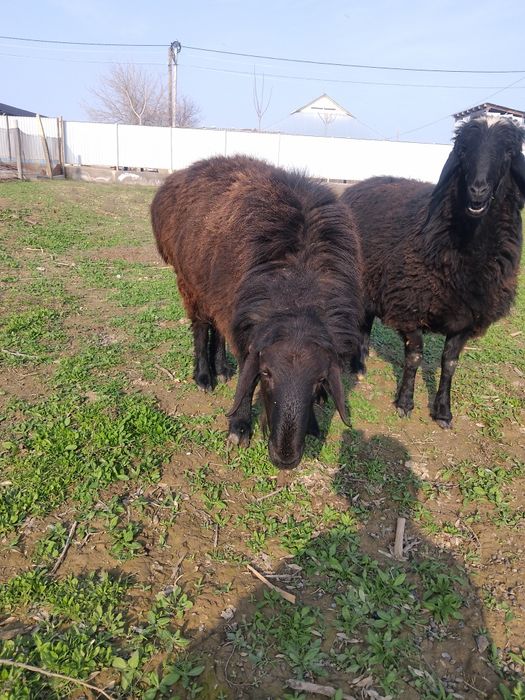 Қошқар сатылады семіз