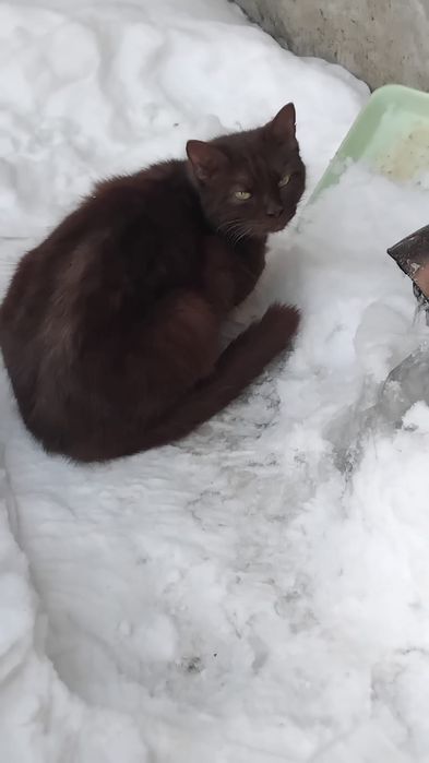 Отдам в добрые руки кошечку