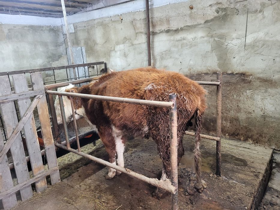 Продам тёлочку 1,5