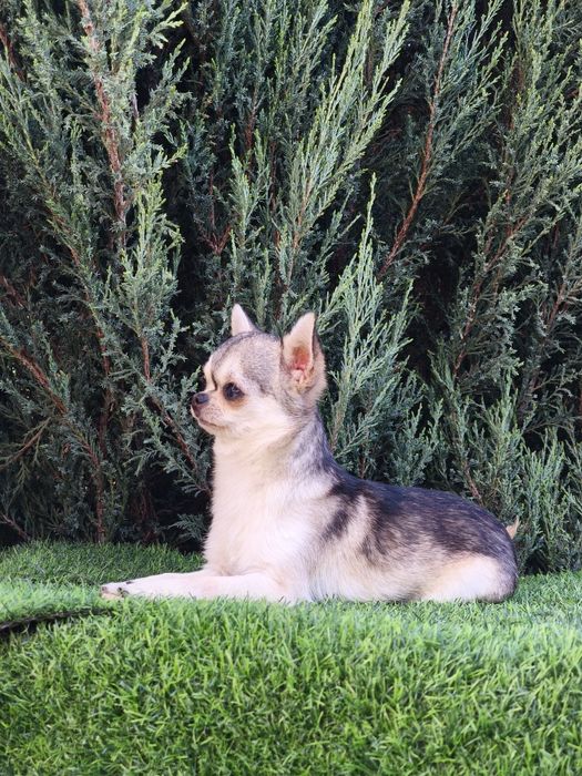 Мальчик чихуахуа