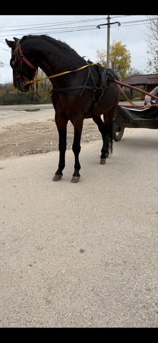 Vând câlan de 3 ani trapas