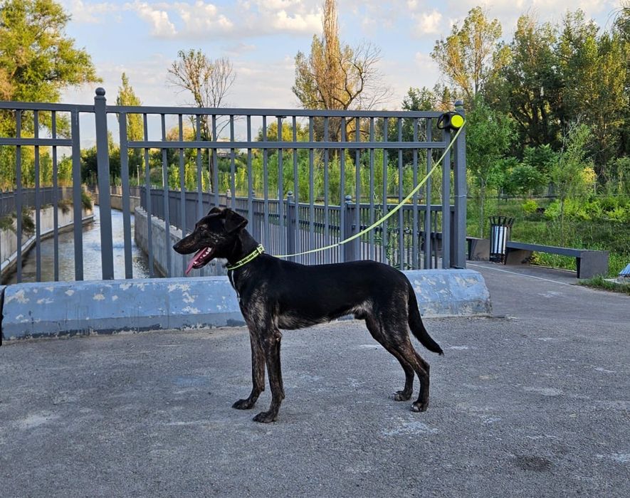 Щенок - подросток, мальчик Джонни .