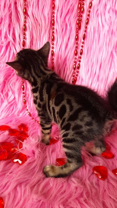 чистокровная бенгальская девочка