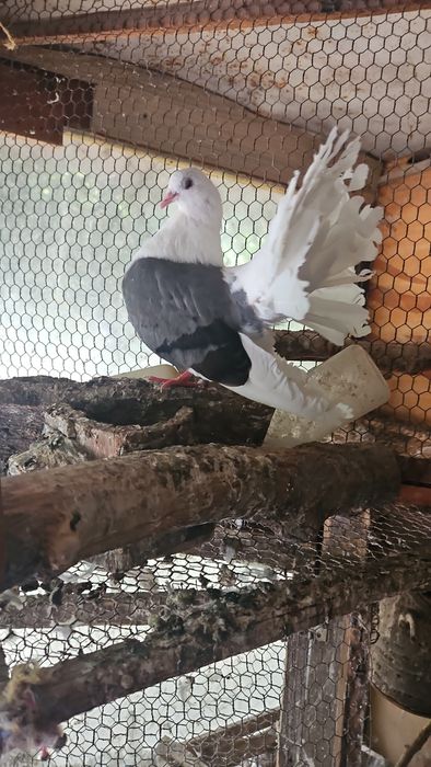 Гълъби различни видове