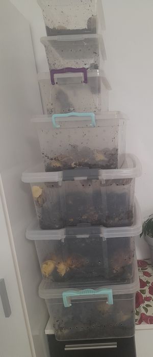 Калции и кокосова почва за охлюви