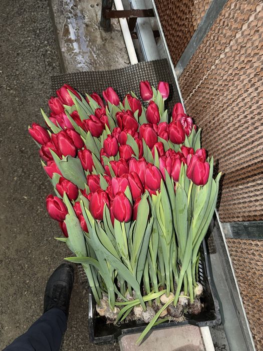 Тюльпаны качество высшее