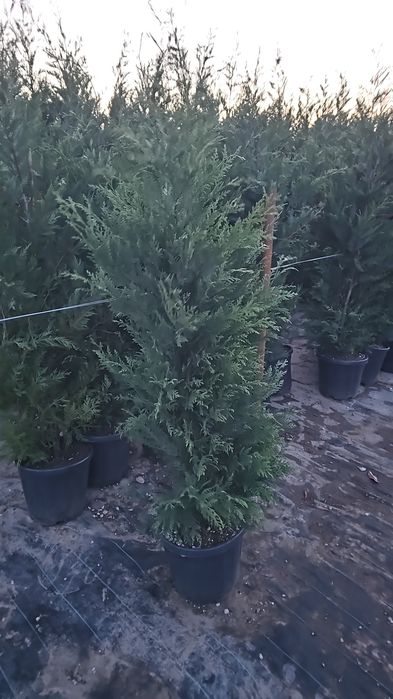 Pyracanta - Forsythia ( ploaie de aur ) leylandi