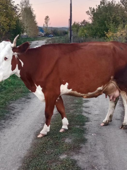 Продам две дойные коровы