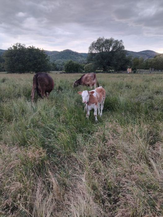 Vând 2 vaci la prima fătare