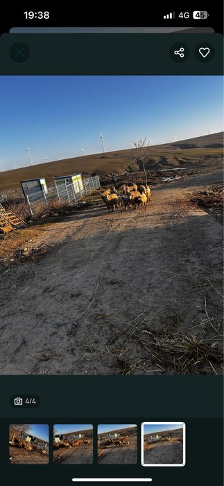 Vand mai multe detali la telefon