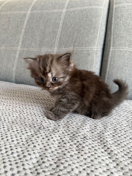 Продам котят породистых