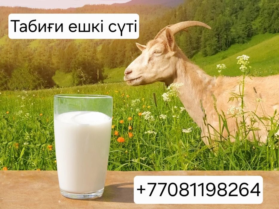 Ешкі сүті бар хабарласыңыздар