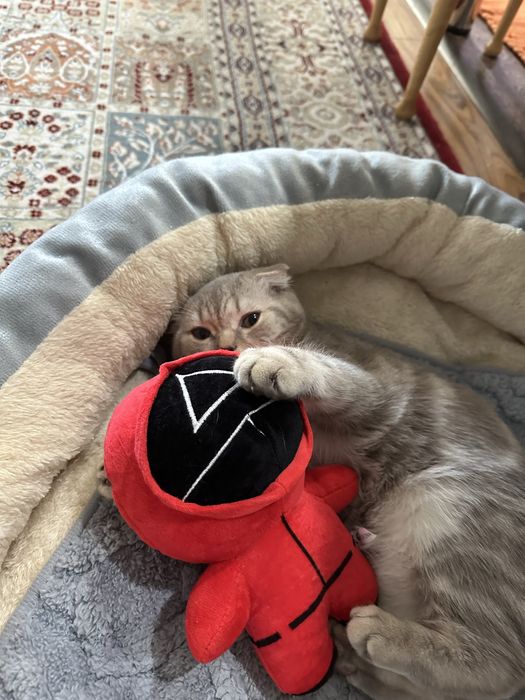 Продам кошку скоттиш-фолд