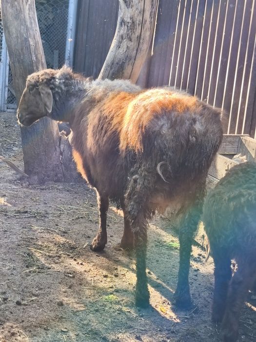 Продам баранух с ягнятами