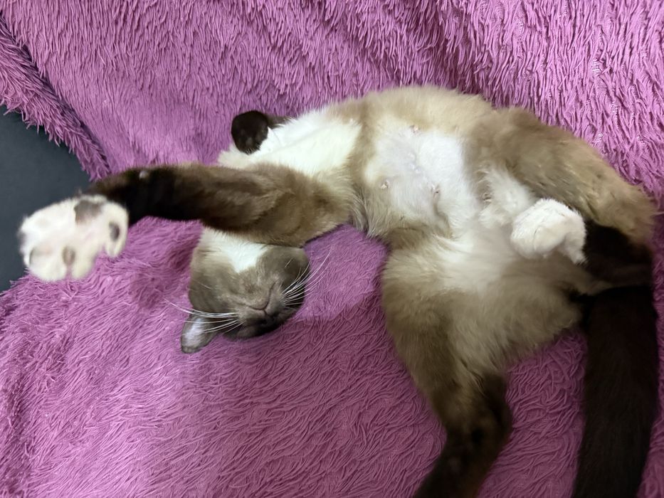 Продам сиамскую кошечку