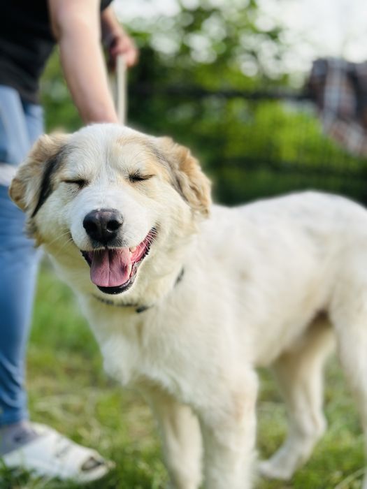 Боби ищет семью. Собака. Для семьи.  Не на цепь