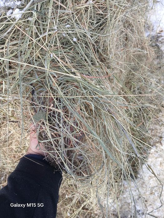 Vând balotati rotunzi de fan