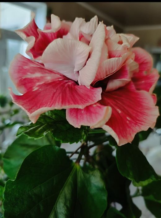 Продам Гибискус Магнифик