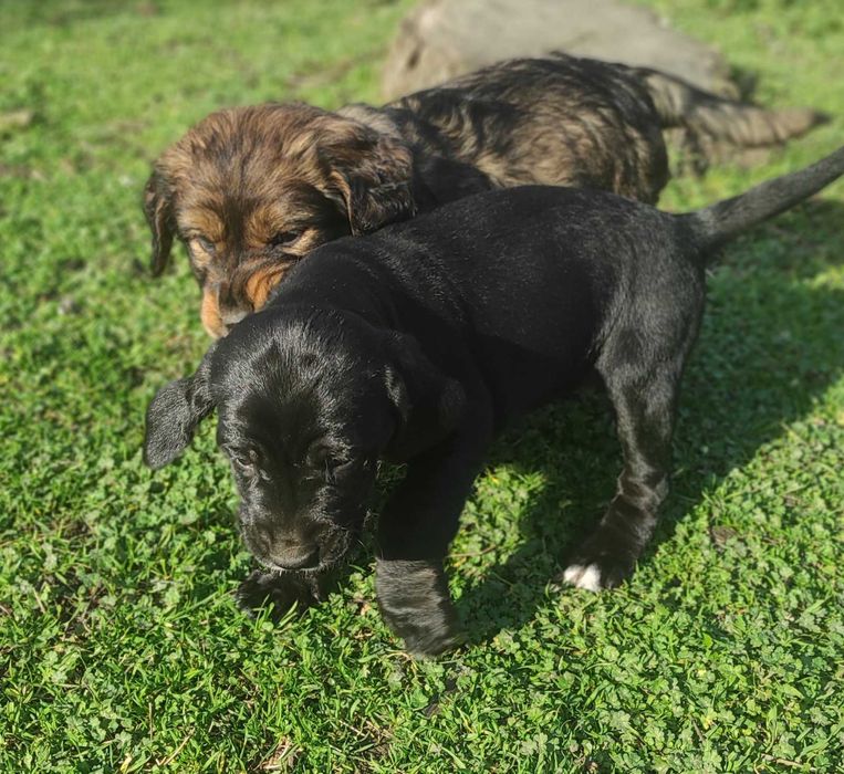 Бретон шпаньол,братче и сестриче