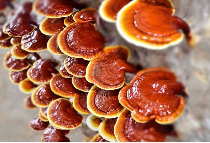 Запишете към успешна мрежа. Назначете сам себе си за шеф на живота си!