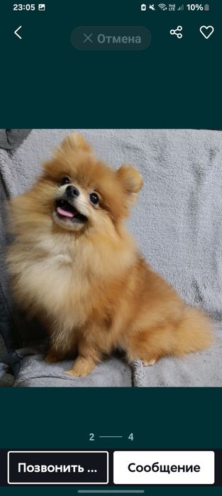 Продается девочка мини . Возраст 7