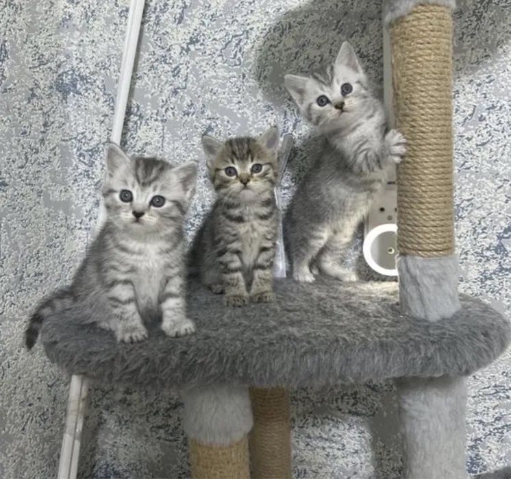 В Продаже Котята