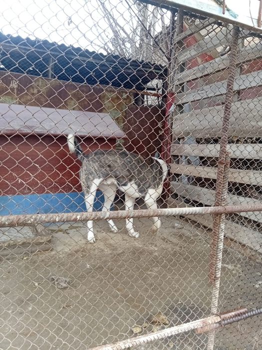 Отдам даром алабай