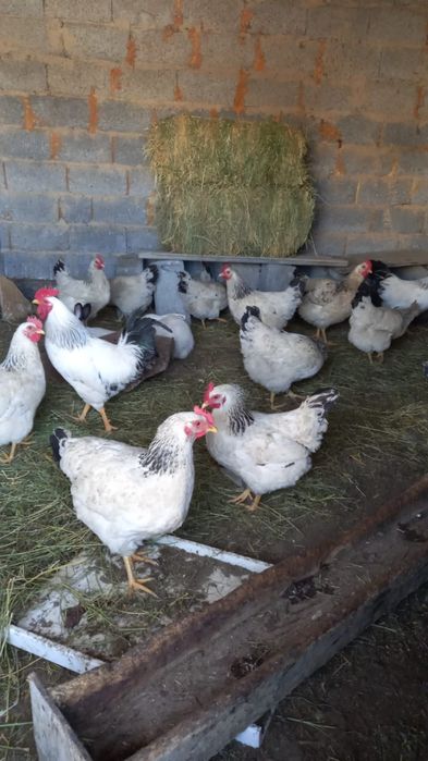 Жумыртка бар адлер