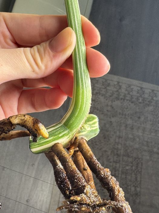 Монстера альба черенки