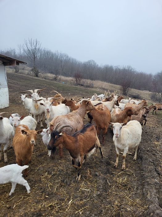 Vand capre cu iezi și țapi castrati