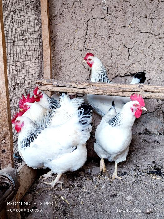 Серебристий Адлер товуклар  тухум жужалари сотилади