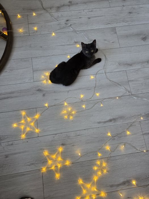 Котёнок в ответственные руки