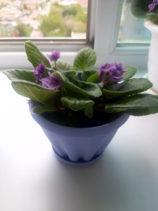 Продам комнатные фиалки