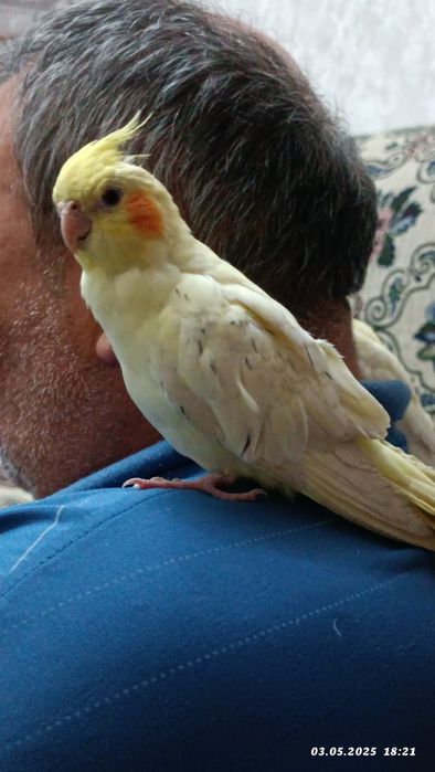 Продаются попугаи Кореллы