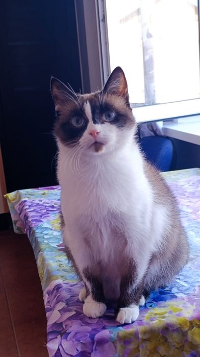 Шикарный молодой кот