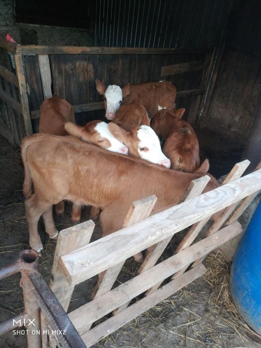 Vițele și viței 1-2 săptămâni