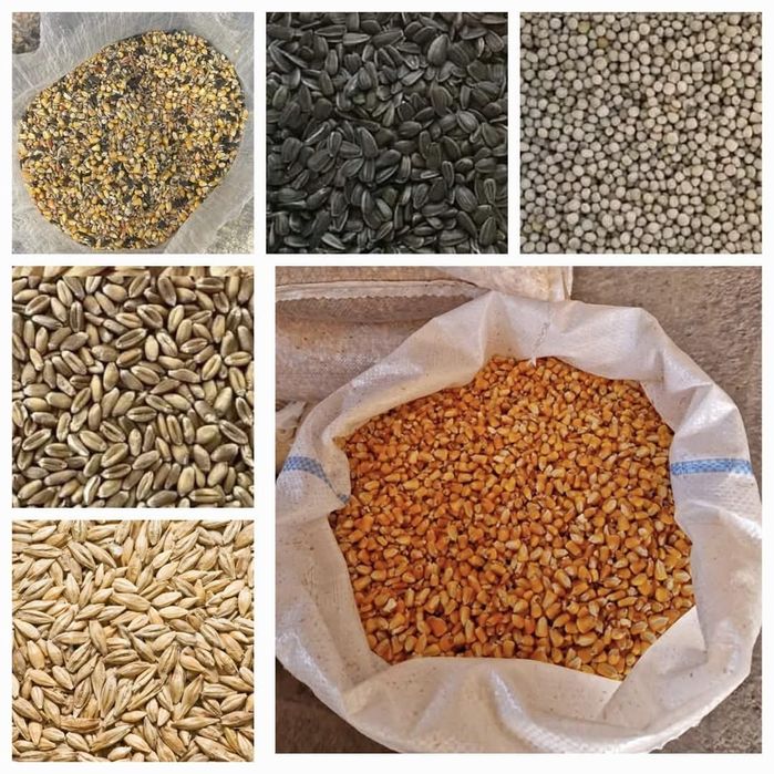 Porumb Grau orz Floarea-soarelui Transport Gratuit la domiciliu 1,20kg