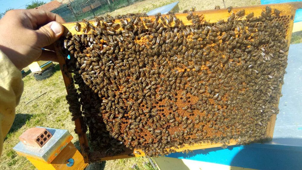 Продавам Пчелни отводки