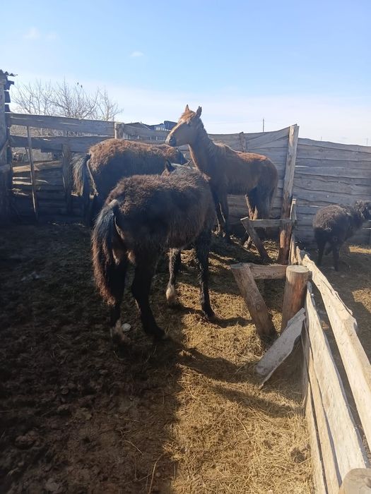 Продам Жабагы 10 голов