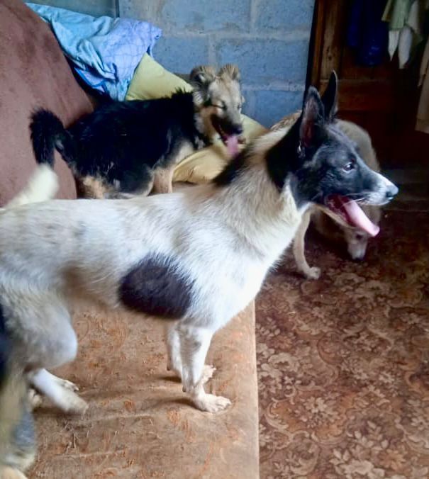 Отдам в добрые руки