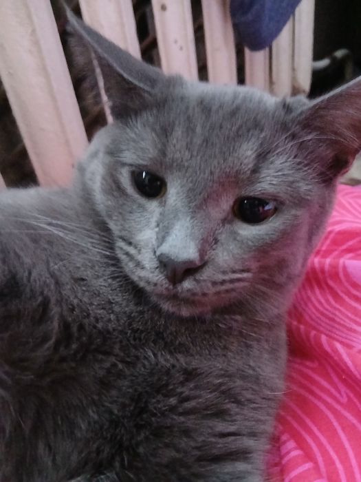 Отдам кота в добрые руки!